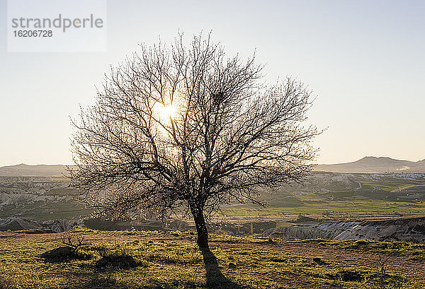 Silhouettierter kahler Baum bei Sonnenuntergang  Goreme Nationalpark  Kappadokien  Anatolien  Türkei