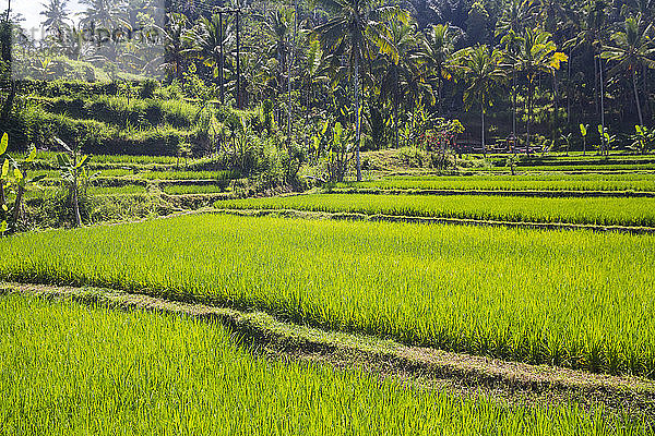 Reisterrassen  Bali  Indonesien