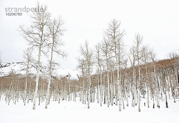 Kahle Espenwälder in verschneiter Landschaft  Utah  USA