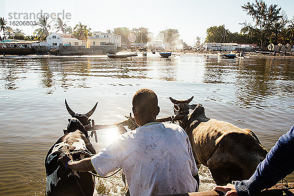 Männer überqueren das Wasser in einem von einem Zebu gezogenen Wagen  Toliara  Madagaskar  Afrika