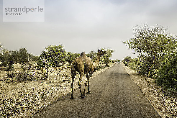 Rückansicht eines Kamels auf der Straße  Wüste Thar  Jaisalmer  Rajasthan  Indien