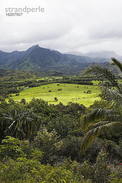 Taro-Feld  erhöhter Blick auf ein fruchtbares Tal  in dem eine Taro-Ernte wächst  in der Ferne Berge.