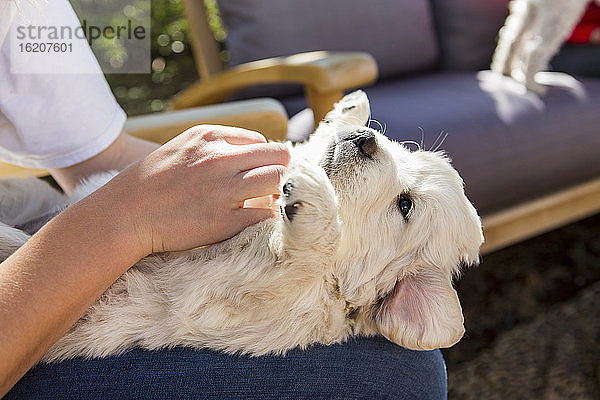 Teenagermädchen hält einen englischen Golden Retriever-Welpen