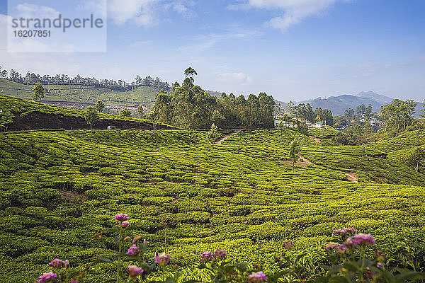 Teeplantagen  Munnar  Kerala  Indien  Asien