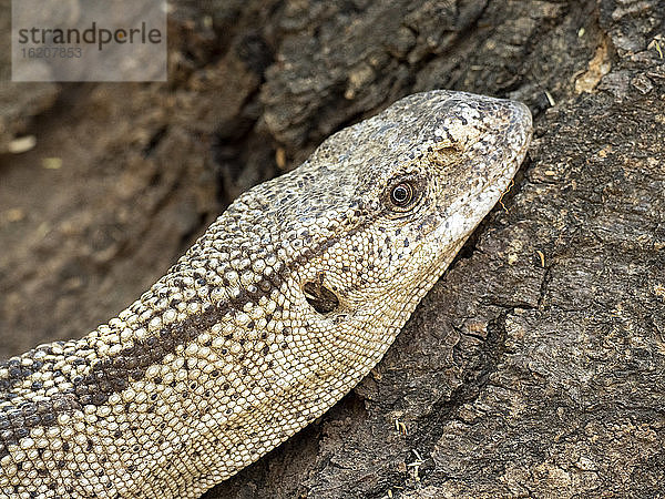 Erwachsener Weißkehl-Savannenwaran (Varanus albigularis)  Kopfdetail  Save Valley Conservancy  Simbabwe  Afrika