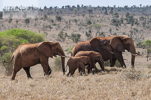Elefantenherde (Loxodonta africana)  Taita Hills Wildlife Sanctuary  Kenia  Ostafrika  Afrika
