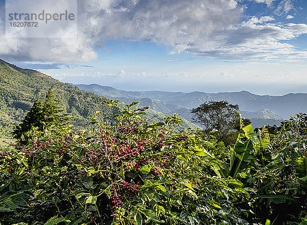 Kaffeekirschen auf der Kaffeeplantage  Blue Mountains  St. Thomas Parish  Jamaika  Westindische Inseln  Karibik  Mittelamerika