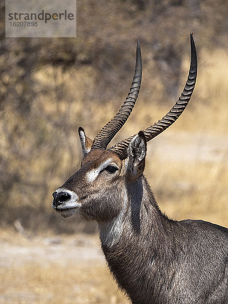 Ein erwachsener männlicher Wasserbock (Kobus ellipsiprymnus) entlang des Lukosi-Flusses  Hwange-Nationalpark  Simbabwe  Afrika