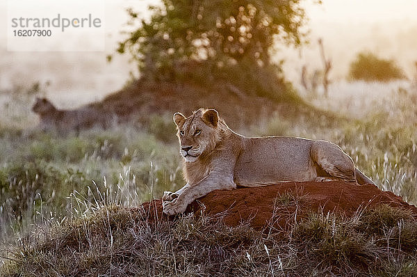 Zwei junge männliche Löwen (Panthera leo) im Busch  Tsavo-Ost-Nationalpark  Kenia  Ostafrika  Afrika