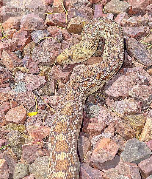 Nahaufnahme einer Arizona Gopher Snake (Pituophis Catenifer)  einer für den Menschen ungefährlichen  ungiftigen Konstriktorschlange  Arizona  Vereinigte Staaten von Amerika  Nordamerika