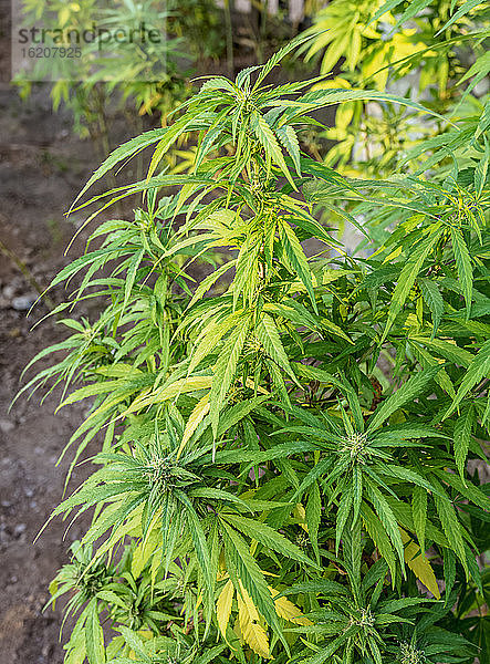 Marihuanapflanze in der Rastafarian-Gemeinschaft  Blue Mountains  Gemeinde Saint Andrew  Jamaika  Westindische Inseln  Karibik  Zentralamerika