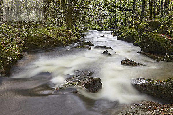 Der Fluss Fowey  der durch Wälder und über die Golitha-Fälle fließt  am Südhang des Bodmin Moor  in der Nähe von Liskeard  Cornwall  England  Vereinigtes Königreich  Europa