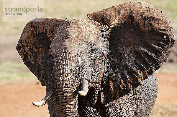 Elefant (Loxodonta africana)  Taita Hills Wildlife Sanctuary  Kenia  Ostafrika  Afrika