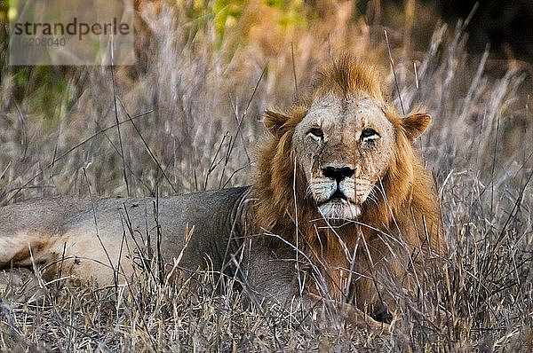 Männlicher Löwe (Panthera leo) im Busch  Taita Hills Wildlife Sanctuary  Kenia  Ostafrika  Afrika