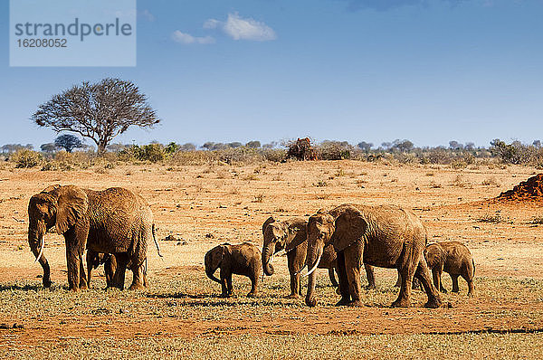 Elefantenparade (Loxodonta africana)  Tsavo-Ost-Nationalpark  Kenia  Ostafrika  Afrika