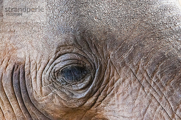 Nahaufnahme des Auges  Elefant (Loxodonta africana)  Taita Hills Wildlife Sanctuary  Kenia  Ostafrika  Afrika