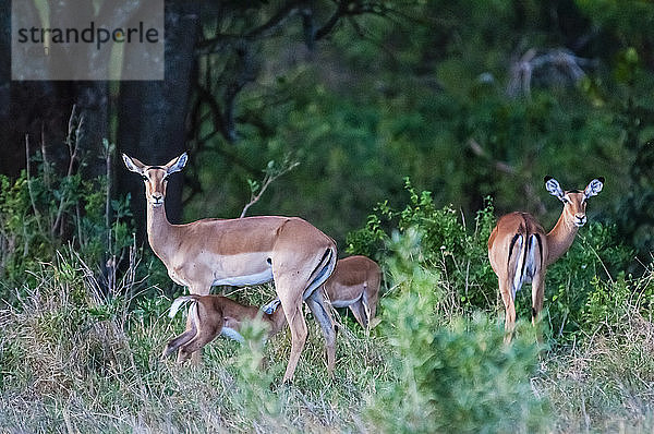 Weibliche Impalas  Mutterschaf mit Kalb (Aepyceros melampus)  Tsavo-Ost-Nationalpark  Kenia  Ostafrika  Afrika