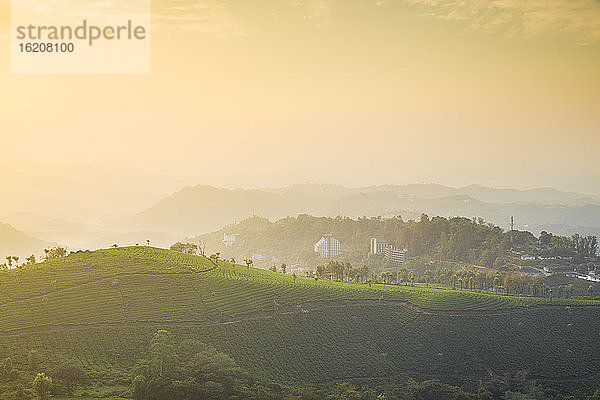 Blick über Teeplantagen bei Sonnenaufgang  Munnar  Kerala  Indien  Asien
