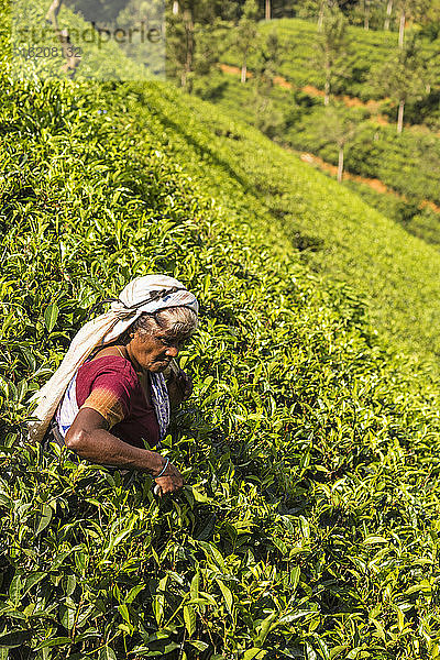 Teepflückung  Castlereagh-See  Hatton  Zentralprovinz  Sri Lanka  Asien