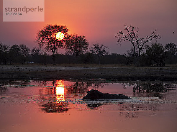 Ausgewachsenes Flusspferd (Hippopotamus amphibius) beim Baden bei Sonnenuntergang im Hwange-Nationalpark  Simbabwe  Afrika