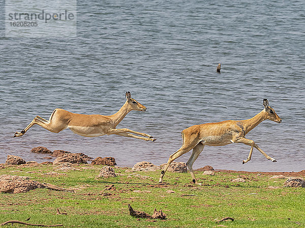 Impalas (Aepyceros melampus) für Erwachsene  die am Ufer des Karibasees entlanglaufen  Simbabwe  Afrika