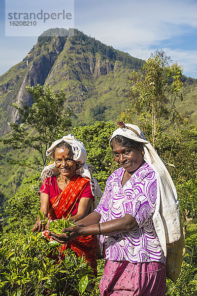 Teepflückerinnen  Ella  Uva-Provinz  Sri Lanka  Asien