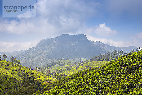 Teeplantage in der Nähe der Bergstation  Munnar  Kerala  Indien  Asien