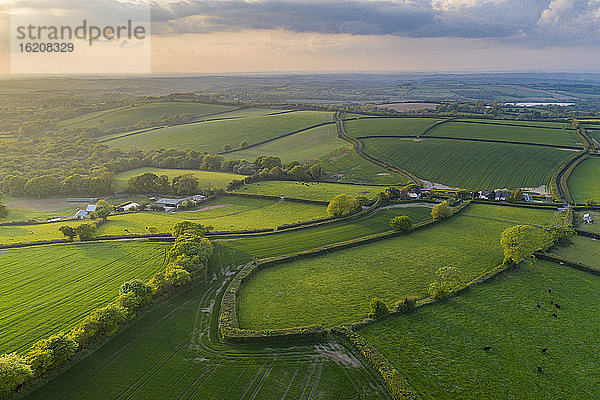 Grüne Frühlingslandschaft in der Abendsonne  Livaton  Devon  England  Vereinigtes Königreich  Europa