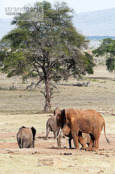 Elefanten (Loxodonta africana)  Taita Hills Wildlife Sanctuary  Kenia  Ostafrika  Afrika