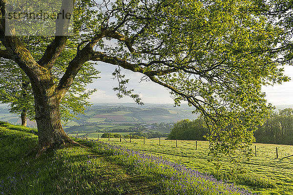 Eichenbaum  der über den blühenden Glockenblumen auf den Wällen von Cadbury Castle in Devon wächst  England  Vereinigtes Königreich  Europa
