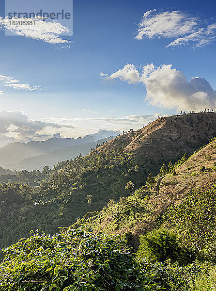 Kaffeeplantage  Blue Mountains  St. Thomas Parish  Jamaika  Westindische Inseln  Karibik  Zentralamerika