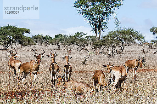 Kuhantilopenherde (Alcelaphus buselaphus)  Taita Hills Wildlife Sanctuary  Kenia  Ostafrika  Afrika