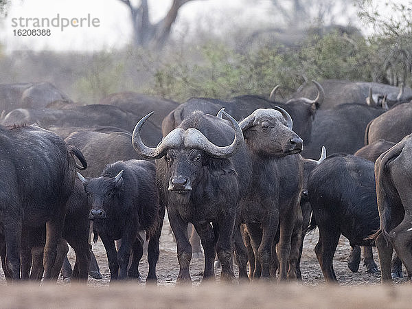 Kap-Büffelherde (Syncerus caffer) im Hwange-Nationalpark  Simbabwe  Afrika