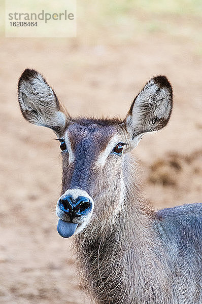 Weiblicher Wasserbock (Kobus ellipsiprymnus) mit Schlinge um den Hals  Taita Hills Wildlife Sanctuary  Kenia  Ostafrika  Afrika