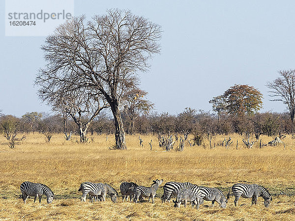 Eine Herde von Flachlandzebras (Equus quagga) weidet im Hwange-Nationalpark  Simbabwe  Afrika