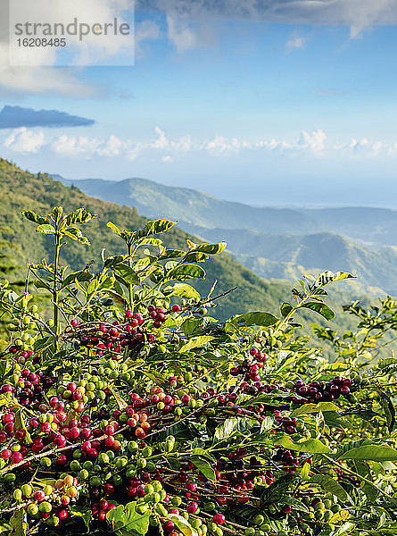 Kaffeekirschen auf der Kaffeeplantage  Blue Mountains  St. Thomas Parish  Jamaika  Westindische Inseln  Karibik  Mittelamerika