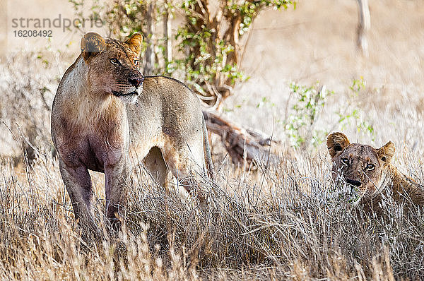 Junge Löwen (Panthera leo) im Busch  Taita Hills Wildlife Sanctuary  Kenia  Ostafrika  Afrika