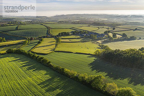 Grüne Hügellandschaft rund um die Livaton Farm  South Tawton  Devon  England  Vereinigtes Königreich  Europa