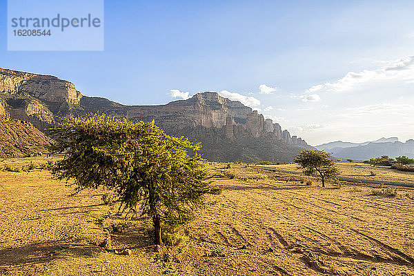 Einzelne Bäume im trockenen Land mit dem Gheralta-Gebirge im Hintergrund  Hawzen  Region Tigray  Äthiopien  Afrika