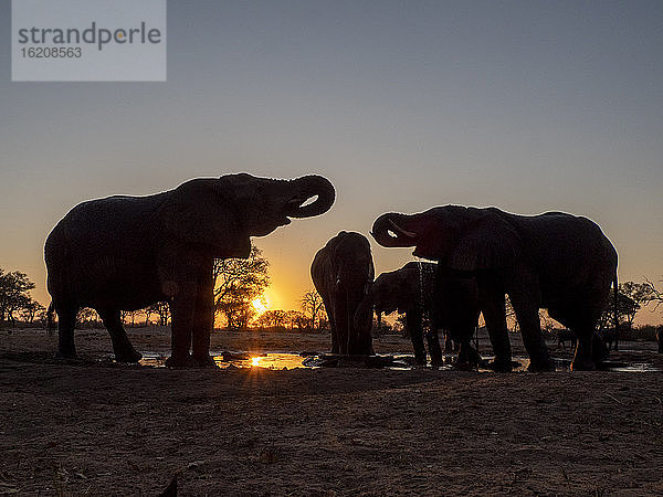 Eine kleine Herde afrikanischer Buschelefanten (Loxodonta africana) bei Sonnenuntergang im Hwange-Nationalpark  Simbabwe  Afrika