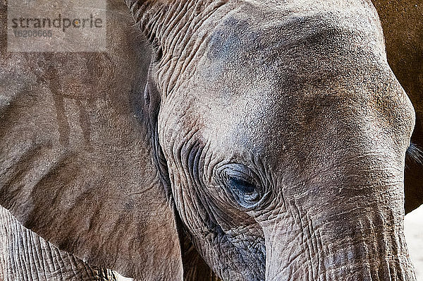 Elefant (Loxodonta africana)  Taita Hills Wildlife Sanctuary  Kenia  Ostafrika  Afrika