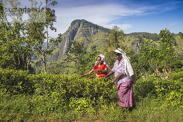 Teepflückerinnen  Ella  Uva-Provinz  Sri Lanka  Asien