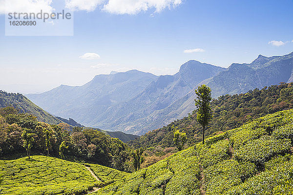 Teeplantage an der Bergstation  Munnar  Kerala  Indien  Asien