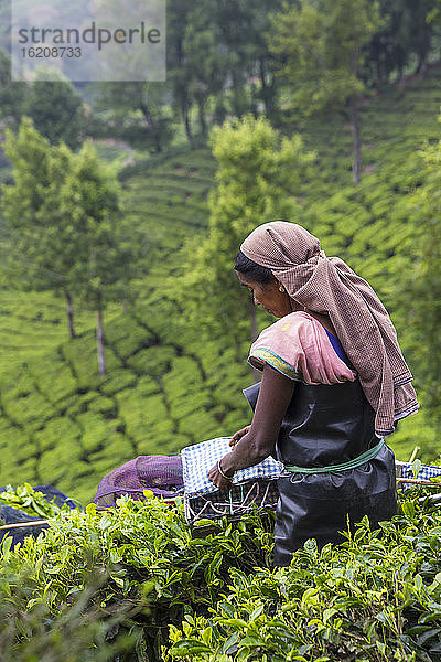 Teepflückerin an der Bergstation  Munnar  Kerala  Indien  Asien