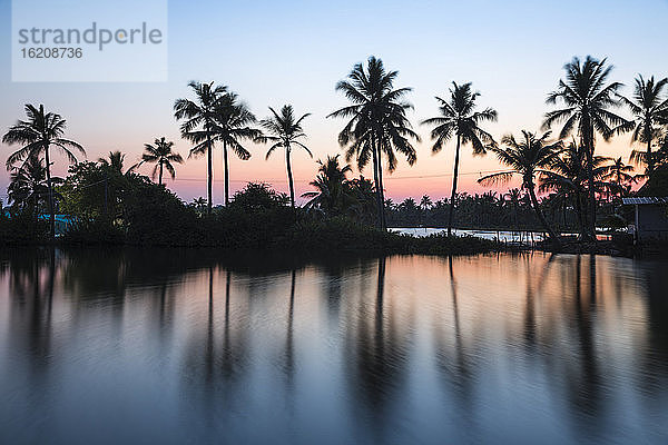 Palmen  die sich in Backwaters spiegeln  Munroe-Insel  Kollam  Kerala  Indien  Asien