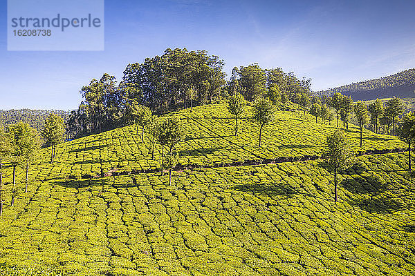 Teeplantagen  Munnar  Kerala  Indien  Asien