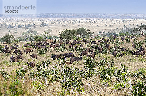 Herde Afrikanischer Büffel (Syncerus caffer)  Taita Hills Wildlife Sanctuary  Kenia  Ostafrika  Afrika