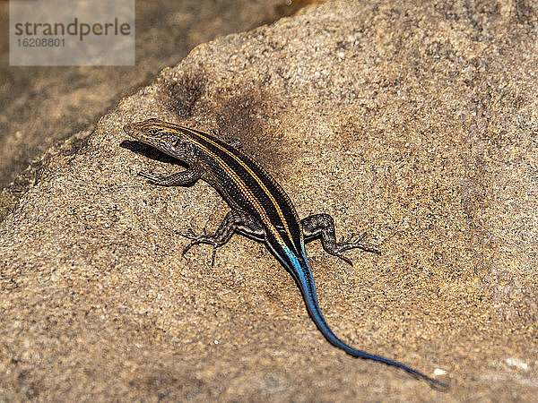 Erwachsener männlicher afrikanischer Fünfliner-Skink (Trachylepis quinquetaeniata)  Save Valley Conservancy  Simbabwe  Afrika