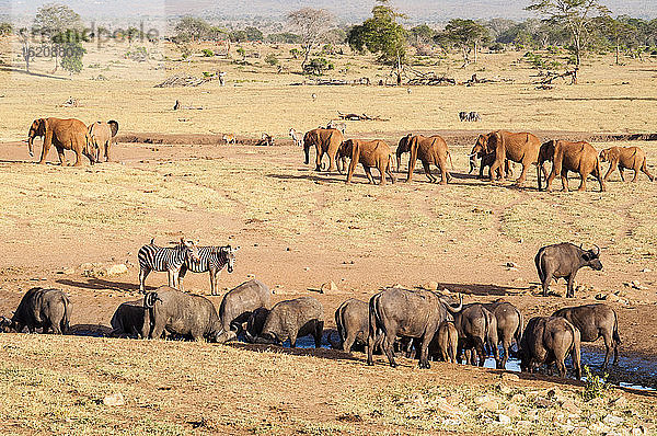 Afrikanische Büffel (Syncerus caffer) trinken  Elefanten (Loxodonta africana)  Taita Hills Wildlife Sanctuary  Kenia  Ostafrika  Afrika
