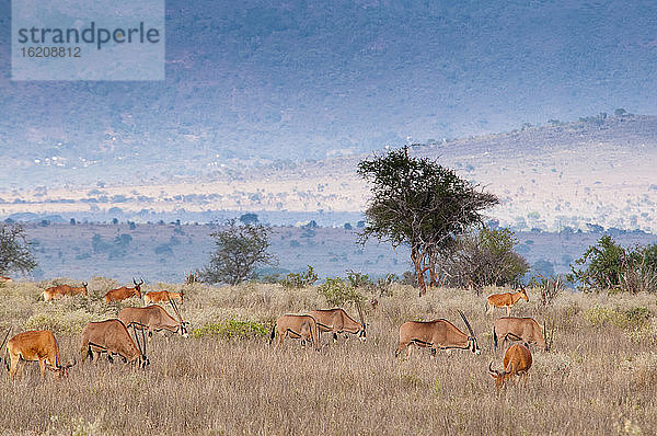 Gemsbock (Oryx gazella)  Kuhantilope (Alcelaphus buselaphus) (Kongoni)  Tsavo Ost-Nationalpark  Kenia  Ostafrika  Afrika